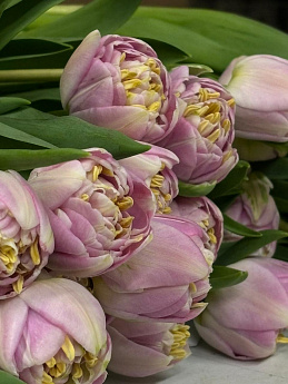 Пионовидный  тюльпан